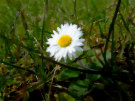 Daisy 4