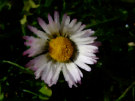 Daisy 6