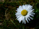 Daisy 7