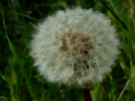 Dandelion Gone To Seed