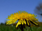 Dandelion 2