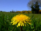 Dandelion 4