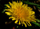 Dandelion 6