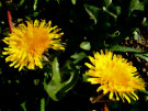 Dandelions