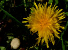 Dandelions 2