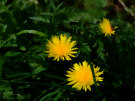 Dandelions 3