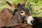 Donkey 5