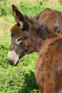 Donkey 6