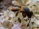 Worker Bee 2 - NOT a Drone Bee as was previously labelled...
