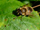 Syrphid Fly - NOT a Drone Bee as was previusly labelled...