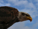 eagle 3