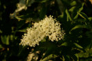 Elderflower 2