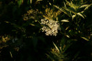 Elderflower 3