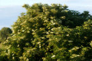 Elderflower 4