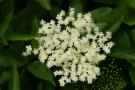 Elderflower 5