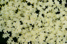 Elderflower 6