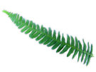 Fern (With White Background)