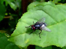 Fly With Red Eyes