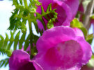 Foxglove 2