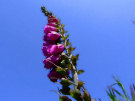 Foxglove 4