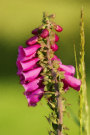 Foxglove 5