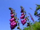 Foxgloves 2