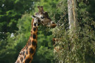 Giraffe 2