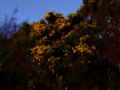 Gorse 11