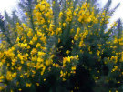 Gorse 2