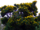 Gorse 3