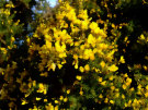 Gorse 4