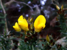 Gorse 5