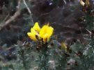 Gorse 6