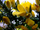 Gorse 7