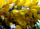 Gorse 8