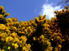 Gorse 9