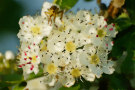 Hawthorn Blossom 2