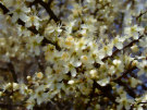 Hawthorn Flowers 2