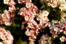 Hawthorn Flowers 3