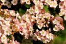 Hawthorn Flowers 4