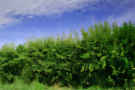 Hawthorn Hedge