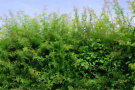 Hawthorn Hedge 2