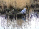 Heron - Wexford - Ireland