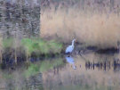 Heron 2 - Wexford - Ireland