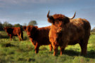 Highland Cattle 2