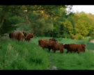 Highland Cattle 3