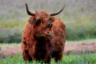 Highland Cow