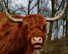 Highland Cow 2