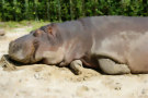 Hippo 2