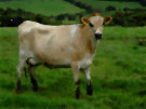 Jersey Cow 2